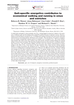 Gait-specific energetics contributes to economical walking and