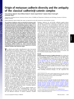 Origin of metazoan cadherin diversity and the