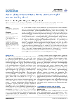 Action of neurotransmitter: a key to unlock the AgRP