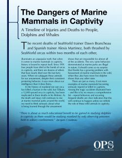 The Dangers of Marine Mammals in Captivity