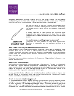 Feline Hookworm