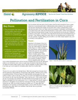 Pollination and Fertilization in Corn