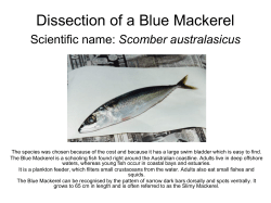 Dissection of a Blue Mackerel
