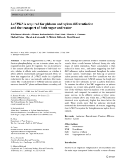 LeFRK2 is required for phloem and xylem diVerentiation and the