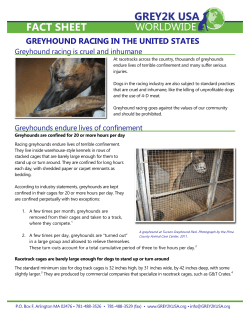 greyhound racing in the united states