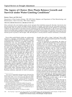 How Plants Balance Growth and Survival under Water