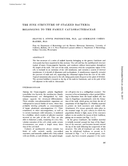 THE FINE STRUCTURE OF STALKED BACTERIA BELONGING TO