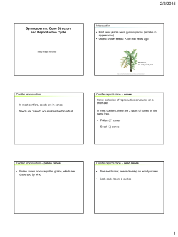 Gymnosperms: Cone Structure and Reproductive Cycle