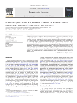 BK channel openers inhibit ROS production of isolated rat brain