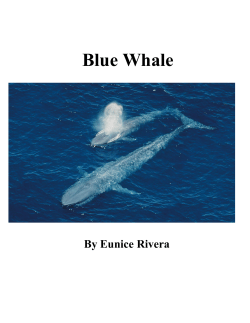 Blue Whale - The Hollywood Quarterly