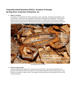 Scorpions of Georgia - Gregs Natural History