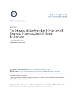 The Influence of Membrane Lipid Order on Cell Shape and