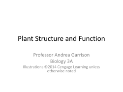 Plant Structure and Function
