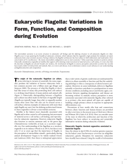 Eukaryotic Flagella: Variations in Form, Function, and