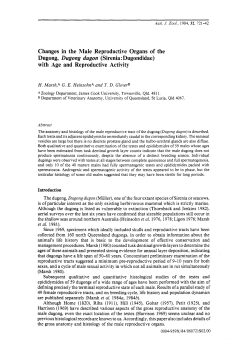 Changes in the Male Reproductive Organs of the