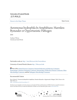 Aeromonas hydrophila In Amphibians: Harmless Bystander
