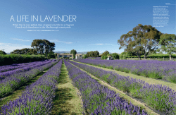 a life in lavender