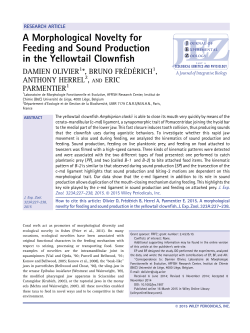 A morphological novelty for feeding and sound