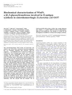Biochemical characterization of WbdN, a &beta;1, 3