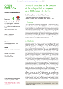Structural constraints on the evolution of the collagen fibril