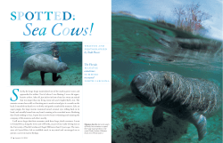 manatee summers north carolina. written and