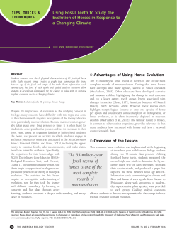 The 55-million-year fossil record of horses is one of the most