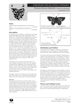 Ptunarra Brown Butterfly, Oreixencia ptunarra