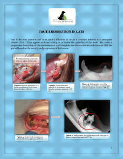 Tooth resorption in cats - Clinique V&eacute;t&eacute;rinaire Vaudreuil inc.