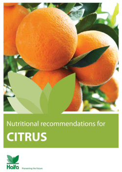Citrus - Haifa