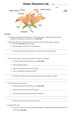 1. Locate the outermost layer of flower parts