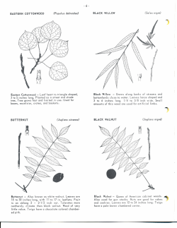 3 to 6 inches long. 1/4 to 5/8 inch wide. Smoll