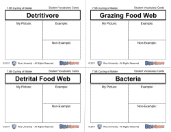 Detritivore Detrital Food Web Grazing Food Web Bacteria