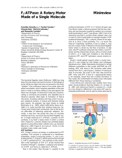 F1-ATPase: A Rotary Motor Minireview Made of a Single Molecule