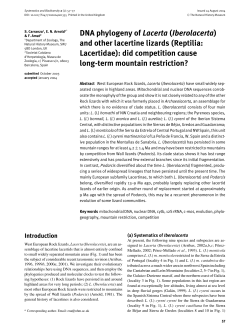 DNA phylogeny of Lacerta (Iberolacerta)