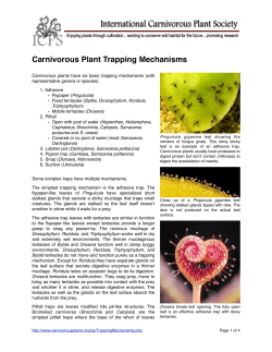 Carnivorous Plant Trapping Mechanisms