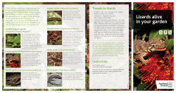 Lizards alive in your garden