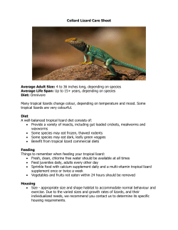 Collard Lizard Care Sheet Average Adult Size: 4 to 36 inches long