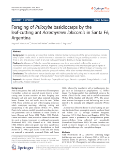 Foraging of Psilocybe basidiocarps by the leaf