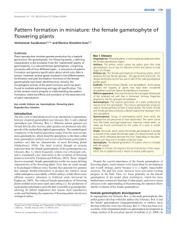 the female gametophyte of flowering plants