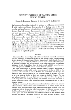ACTIVITY PATTERNS OF CANADA GEESE DURING WINTER