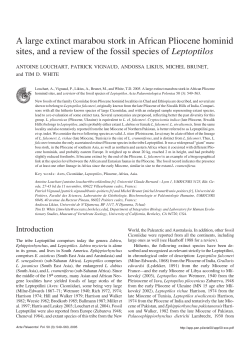 A large extinct marabou stork in African Pliocene hominid sites, and