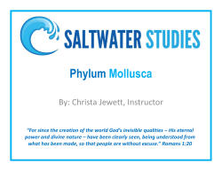 Phylum Mollusca - Saltwater Studies