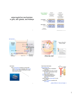 osmoregulation mechanisms in gills, salt glands, and kidneys