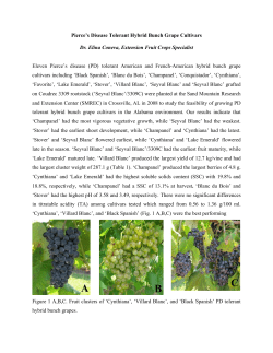 Pierce`s Disease Tolerant Hybrid Bunch Grape Cultivars Dr. Elina