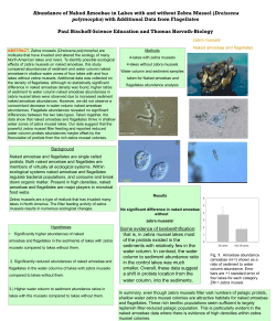 Abundance of Naked Amoebae in Lakes with and without Zebra