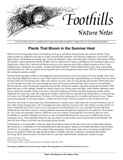 summer flowering plants