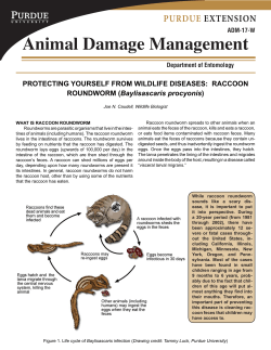 Raccoon Roundworm - Purdue Extension Entomology