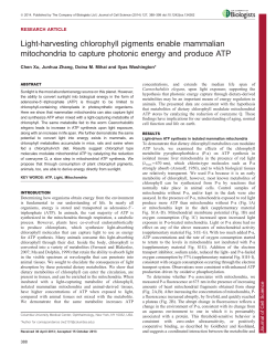 Light-harvesting chlorophyll pigments enable mammalian