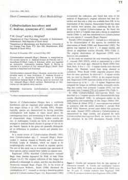 Cylindrocladium leucothoes and C. hederae, synonyms of C