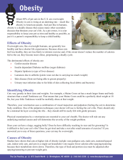 Obesity - The Cat Practice